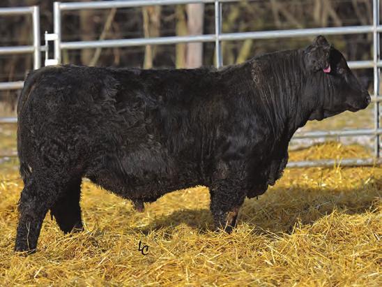 A maternal sister to Dakota sold as one of the top pairs in last year s Spring Turnout for $7,50 to Scott Bohrson in Canada. To top it off D8 is sired by the great Cowboy Cut.