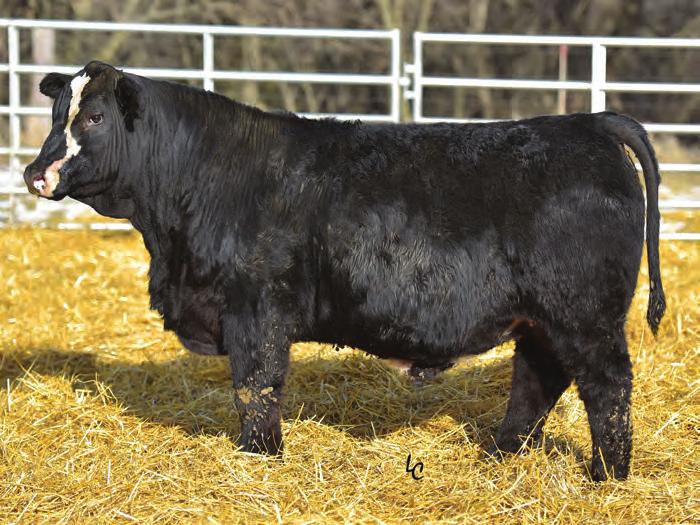 A tremendous Wide Range son that has been a standout since he hit the ground. D33 is stout and rugged and looks like what we think a herd bull should.