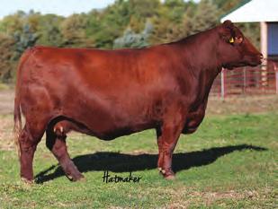 96 3 The day we purchased Red Jewell we knew how well she could produce females but we wanted bulls out of this powerhouse Built Right female.