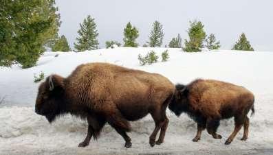 Explore Wyoming wilderness! Discover the pristine, wild beauty of Yellowstone in winter!