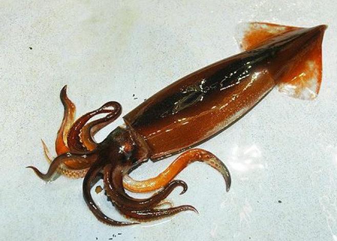 Japanese flying squid and its distribution in the East China Sea and Yellow Sea Preliminary biomass estimate = 29,913 mt (continental East China Sea - Song et al.