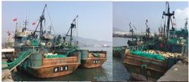 is common JFS from Yellow Sea in autumn ideal for processing & export: optimal size (100-200 g); Mid-water trawl not selective - yet to