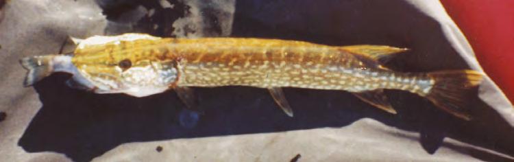 Discussion concluded Gamefish Control to Prevent Bluegill Stunting: The existing top predator of the fish community in Parkers Lake is the northern pike.