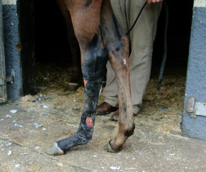 Period of use The EqueStride Support Device is intended to be worn during exercise only and it enables horses recovering from tendon or ligament injury to walk, trot or canter safely during