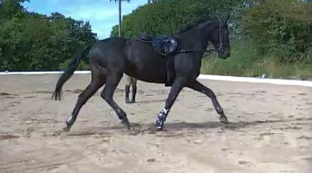 1) Early stages of injury rehabilitation when there is significant hyperextension of the fetlock joint The device has four variable settings that take only seconds to adjust.