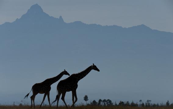 DAY 2 OL PEJETA BUSH CAMP OL PEJETA CONSERVANCY / LAIKIPIA In the early morning, head north with your guide past the foothills of the majestic Mount Kenya and onto the Laikipia Plateau.