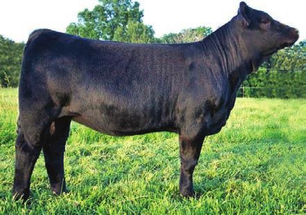 4 Summer Stakes Elite Offering Purebred ASA# 2849925 BD: 9-05-13 Tattoo: A714 SVF Steel Force S701 CE 10 BW 1.