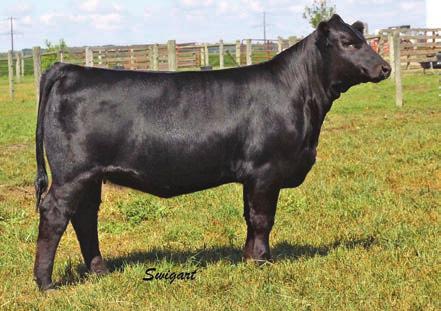 60 API If you like your cows long bodied, stout made, smooth walking and 119 cool looking, then this is the heifer for you.