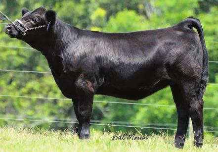 She has a great disposition and is ready to go. Look up this daughter of the past champion, Mercedes. 8 Bramlets Mercedes A324 Purebred ASA# 2849930 BD: 11-10-13 Tattoo: A324 Consignor.