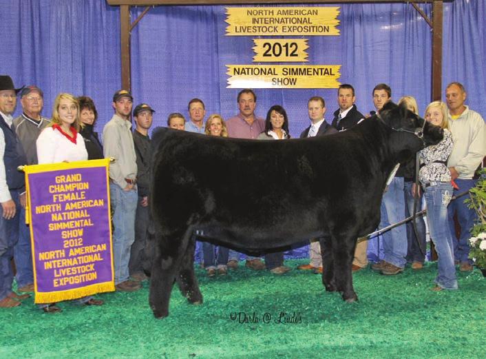 Knockout progeny have been high sellers for HPF, Hobbs and Jones Show Cattle. This genetic goldmine is due Jan. 18, 2015 and is a heifer calf pregnancy. Pregnancy due 1-18-15. Consignor.