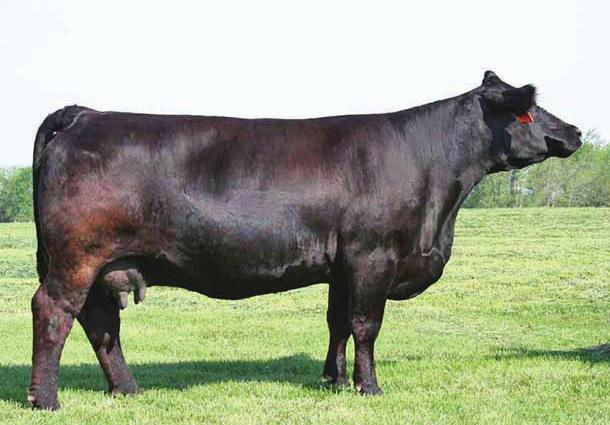 8 SFI Lucy Duvy BC Lookout SFI The Power of Love High Voltage Selling 2 Embryos Guaranteeing 1 Pregnancy B C Lookout 7024 ASA# 2431243 17 SFI Lucy Duvy X13N ASA# 2536733 Here is a special treat, an