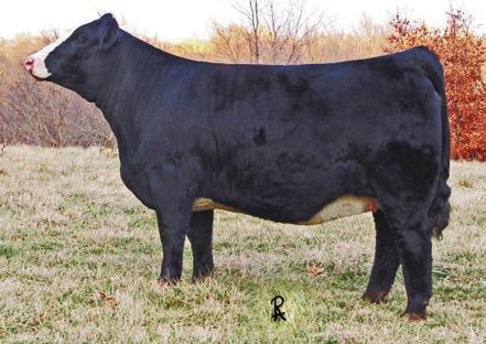 Beloved is a past Supreme Champion at the Simmental Breeders Sweepstakes as well.
