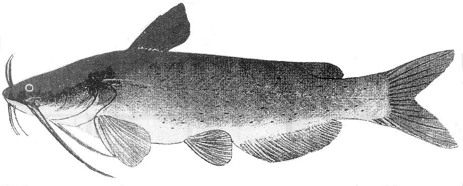 2012 U. S. Catfish Database By Dr.
