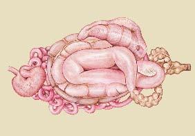 small intestine stomach can vary in size from eight to 16 quarts.