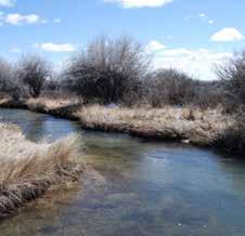 South Piney Creek offers the angler a chance to land rainbow and brook trout, as well as Snake River cutthroat trout.