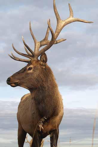 Wildlife and Hunting: The Mickelson Ranch is home to mule deer, whitetail deer, elk, moose, pronghorn antelope as well as coyotes, red fox, badger, rabbits, eagles,