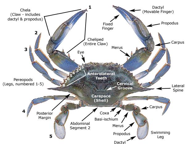 8 Pooma. Taxonomy of blue swimming crab is Phylum Arthropoda, Class Crustacea, Subclass Malacostraca, Order Decapoda, Family Portunidae, and Genus Portunus (Linnaeus) (Currie and Hooper, 2006).