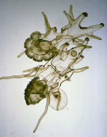 Bipinnaria 2. Larva is usually planktotrophic -feeds by ciliary action which beats plankton to mouth.