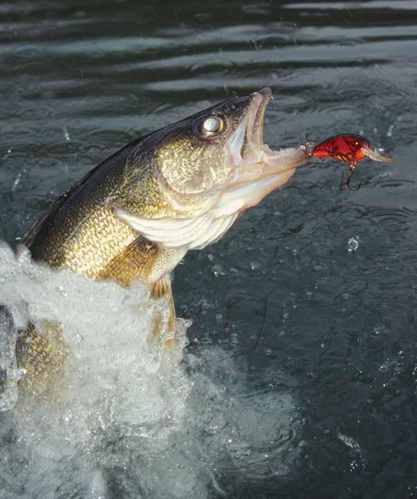 Beauty is in the eye of the beholder, which is a good thing for walleye.