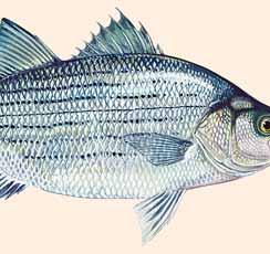 after fish. White bass, also called sand bass, are aggressive feeders and are found in many larger lakes.
