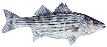 Striped Bass and Striped Bass Hybrids They have been called linestrippers, gear burners and tacklebusters, but no matter what word you use to refer to striped bass and striped bass hybrids, all will