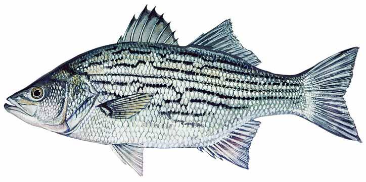 Known for their outstanding fighting abilities, striped bass are long-lived and fast growing.