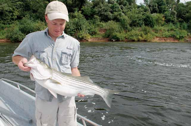 NELS RODEFELD Striper/hybrid Angling at a Glance Points and flats are the obvious choices.