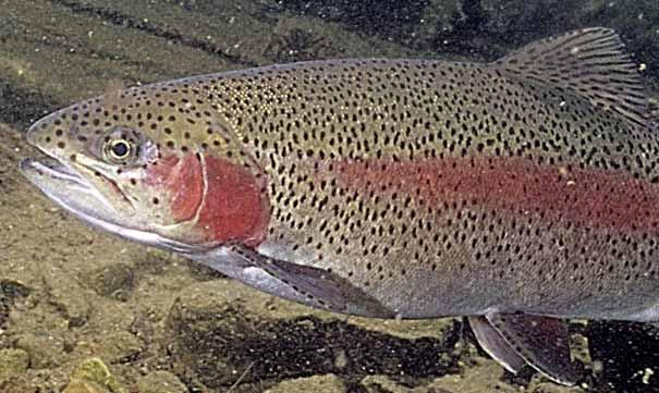Brown Trout Stocking, 2007 Brown trout were stocked in the Illinois River and Mountain Fork River.