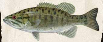 For legal identification purposes, a spotted bass is any black bass, except for smallmouth, having a rough tongue patch. Thomas advice to anglers is simple.