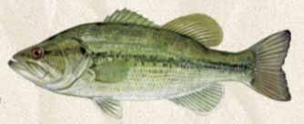 Spotted bass are also called Kentucky bass, spots and diamond bass, he said. The scientific name translates to smallfinned and dotted.