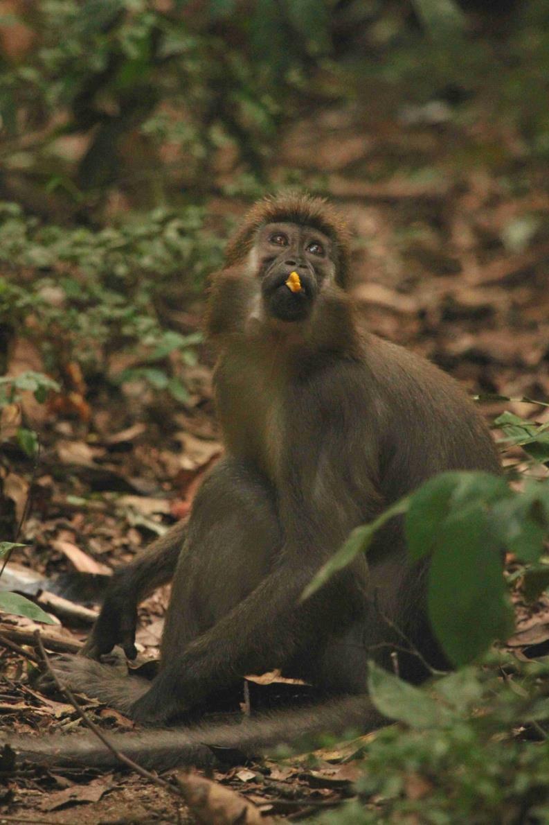 The Agile Mangabey walk is an easy trek lasting about 2 hours and when you find them you can stay 1 hour with them.