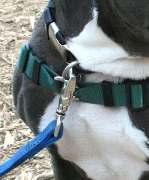 Give the dog the treat once the harness has been