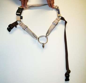 Easy Walk Harness Back Strap The back strap is usually shorter than the belly and front chest straps.