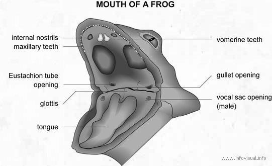 L9 Frog Dissection- External Page 5 of 7 8. Tongue: The frog uses its tongue to catch insects in flight. When the tongue is extended it may be 6 to 7 cm long.
