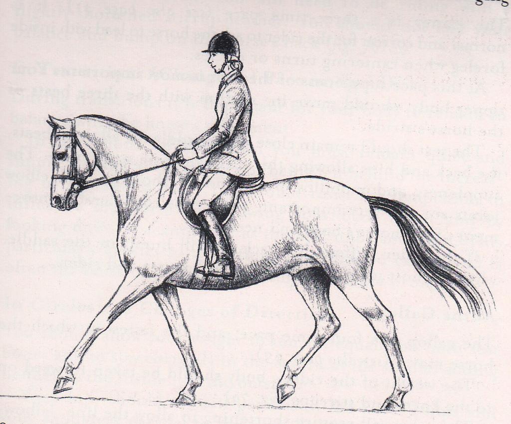 APPENDIX REIN CONTACT Once the contact has been established you will be able to use it to develop and allow the horse to come over it s back in a rounder outline.
