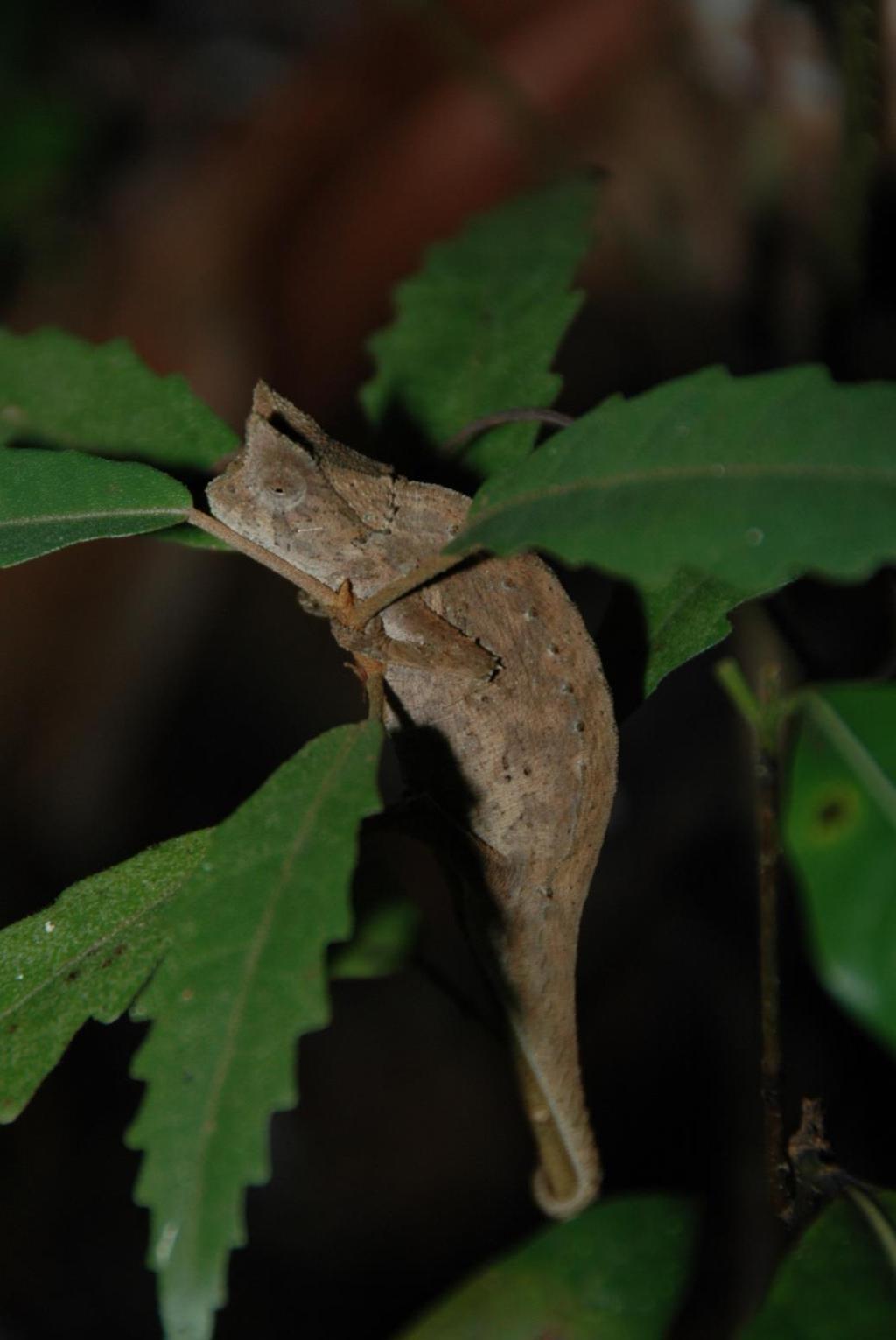 MADAGASCAR Figure 2. Brookesia chameleons Madagascar is the main centre of diversity for chameleons and half of all species are endemic to the island.