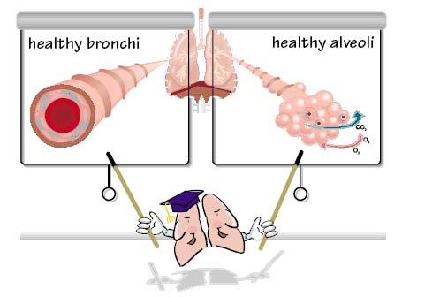 When air reaches the alveoli, there is an exchange of oxygen and carbon dioxide. In a person who has COPD, the bronchi and alveoli are damaged.