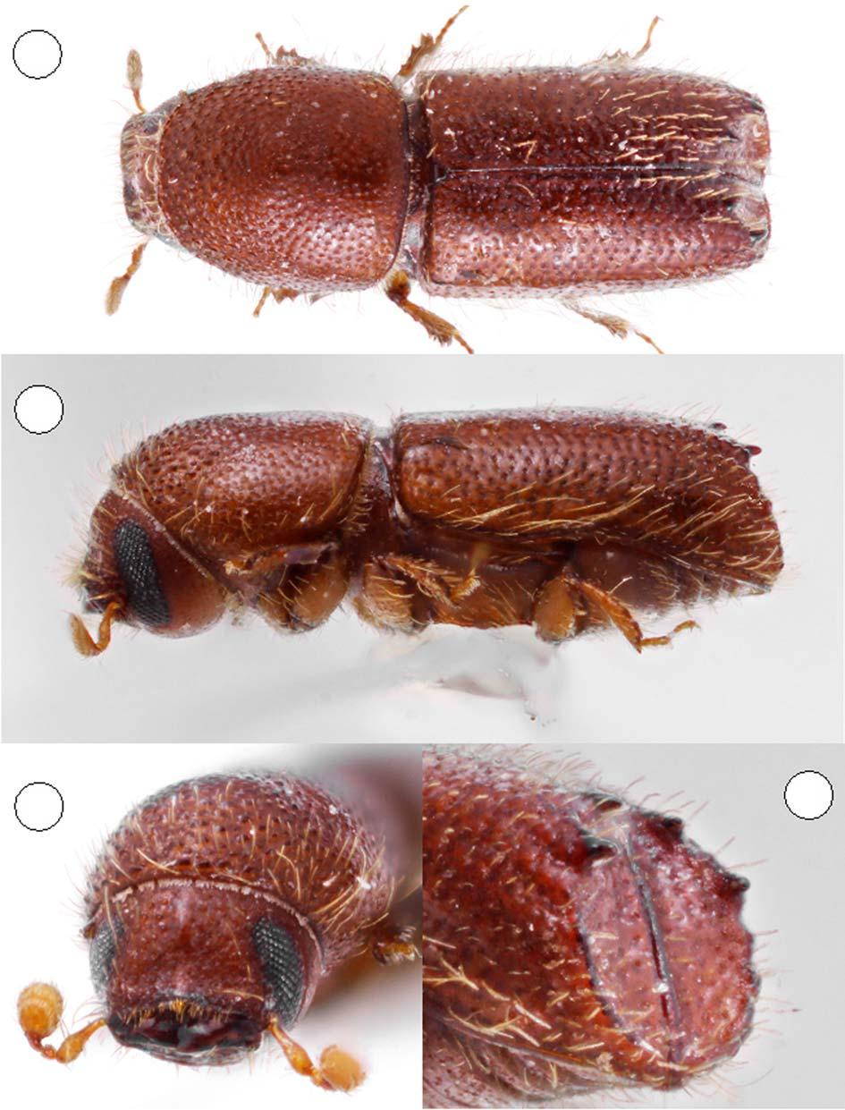 New species of neotropical Ipini 43 2 3 4 Figs 4. Acanthotomicus cognatoi sp.n., male, holotype: dorsal view; 2 lateral view; 3 frontal view; 4 declivity.