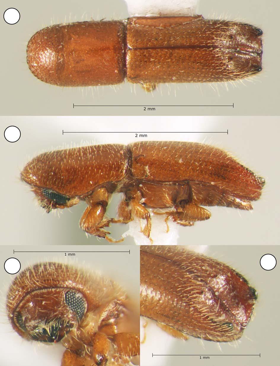 44 A.V. Petrov, T.H. Atkinson 5 6 7 8 Figs 5 8. Premnobius perezdelacrucei sp.n., female, paratype: 5 dorsal view; 6 lateral view; 7 frontal view; 8 declivity.