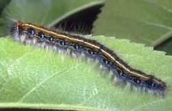 KENTUCKY STUDENTS INVESTIGATE MRLS This fall, over 200 students in central Kentucky schools are helping scientists at the University of Kentucky study the eastern tent caterpillar, a possible