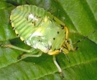 CRITTER OF THE MONTH: STINK BUGS Although they have a stinky reputation, stink bugs are only one of many types of insects in the order Hemipetera which possess potent scent glands.