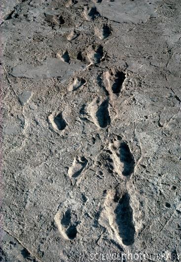 Footprints to Fill: Flat feet and doubts about makers of the Laetoli tracks By Kate Wong Scientific American: August 1, 2005 Australopithecus afarensis [1] It is one of the most evocative traces of
