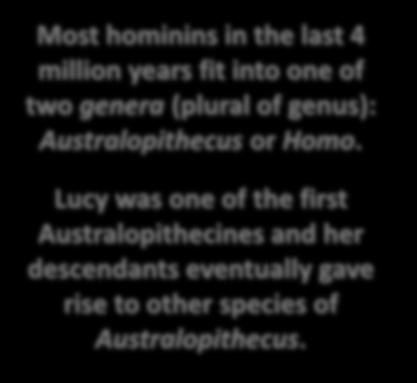 Homo sapiens Lucy was one of the first Australopithecines and her descendants eventually gave rise to other species of