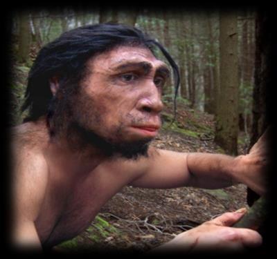 5 MYA) More ape-like Brain size: similar to the size of chimpanzees First bipedal
