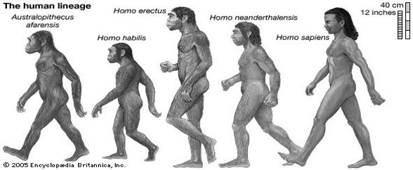 Evolution: On The Origin of Humans The term hominid is also used in the more restricted sense as hominins Humans