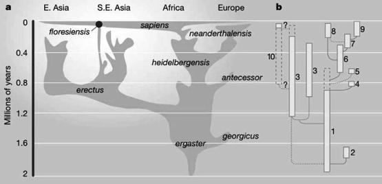Homo habilis Handy Man Homo erectus or Homo ergaster in Africa Homo