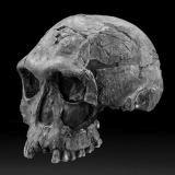 humans had a modern-type arch Homo erectus 1.