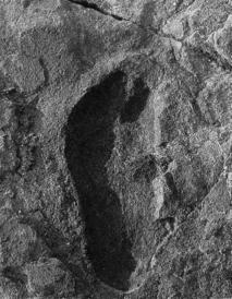 footprints at Laetoli, Tanzania, 3.