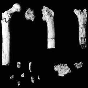 Sahelanthropus tchadensis 7-6 mya in Chad (North Central Africa) 2. Orrorin tungenensis 6 mya in Kenya (East Africa) Note: These organisms were forest adapted. 1.