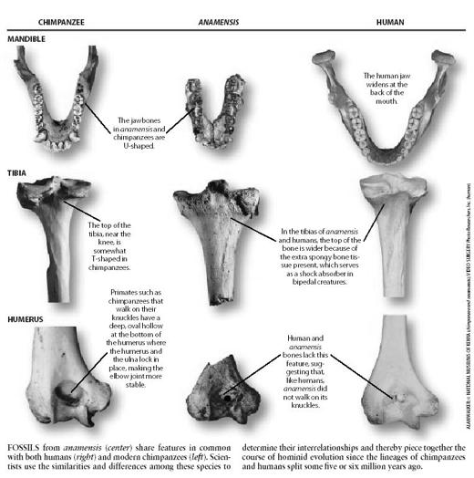 (radius) fragments of a lower leg bone (tibia) Third Adaptive Radiation 4-3 mya in middle Pliocene, many hominids 1.